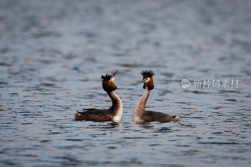 大山脊grebe (Podiceps crista)